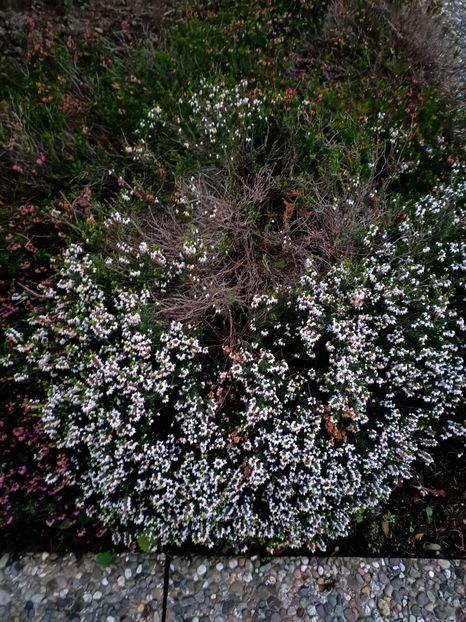 Img.2023.04.24  - " Erika" - Grădina mea