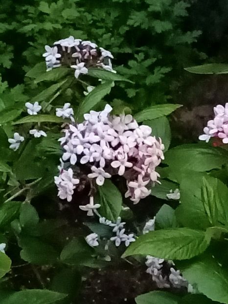 Img.2023.04.24 - Grădina mea