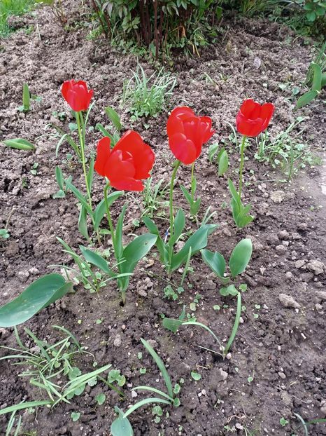 Img.2023.04.30 - Grădina mea