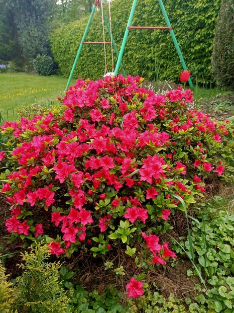 Img.2023.04.30 - Grădina mea