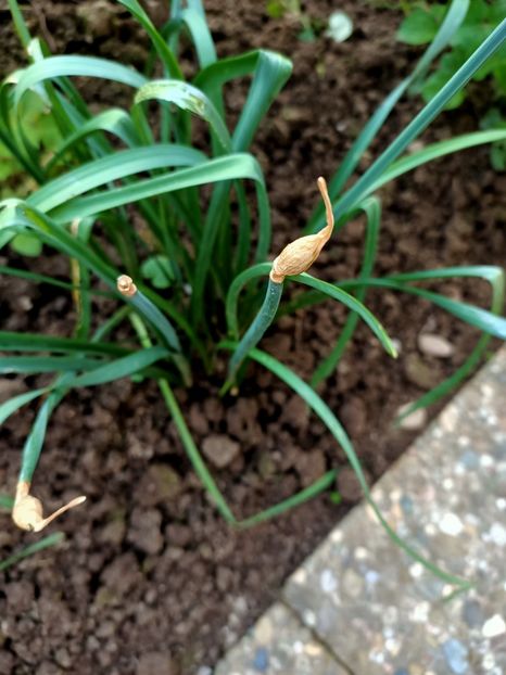 Img.2023.05.08 - Grădina mea