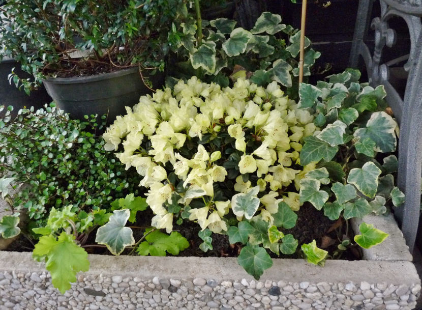 © - Azalee si Rhododendroni