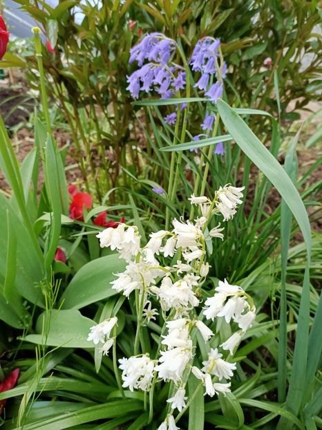 Img.2023.04.29 - A doua grădină