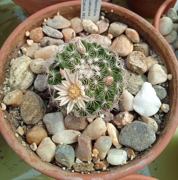  - Mammillaria coahuilensis Coahuila MEX