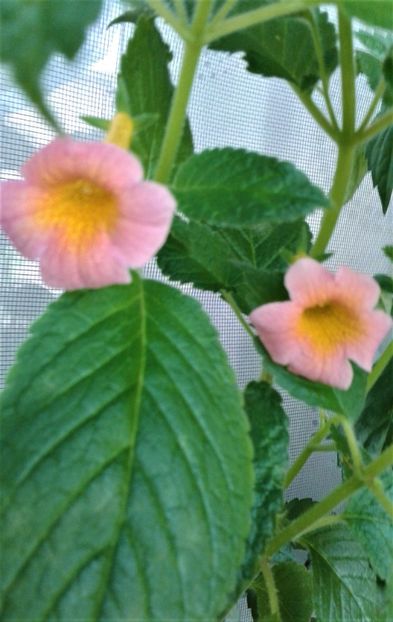  - ACHIMENES 2023