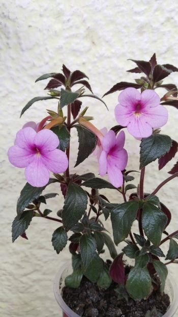  - 2024-Peach Blossom