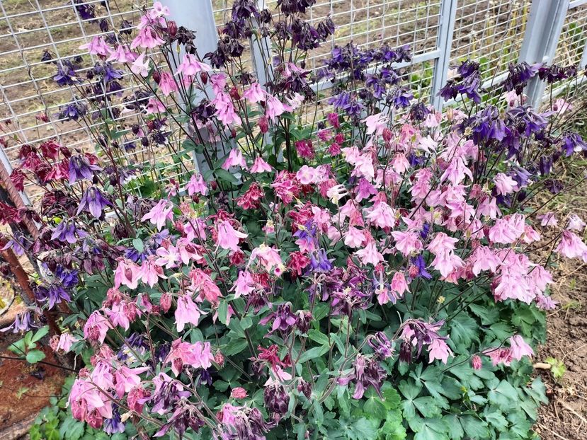 IMG20230512121738 - Primăvara 2023