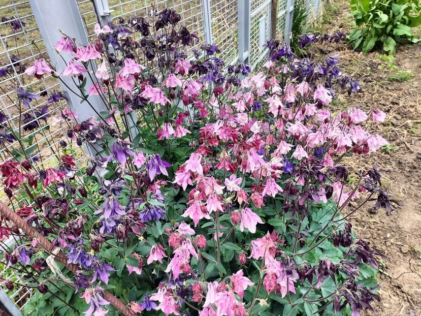 IMG20230512121728 - Primăvara 2023