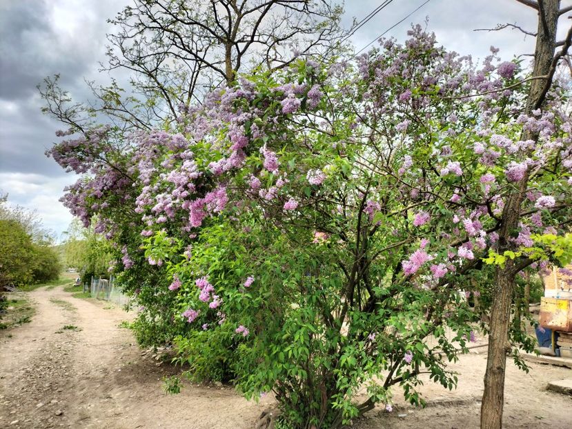 IMG20230511160928 - Primăvara 2023