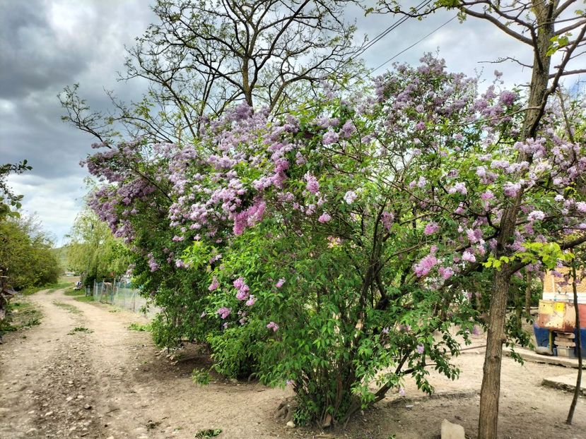 IMG20230511160922 - Primăvara 2023