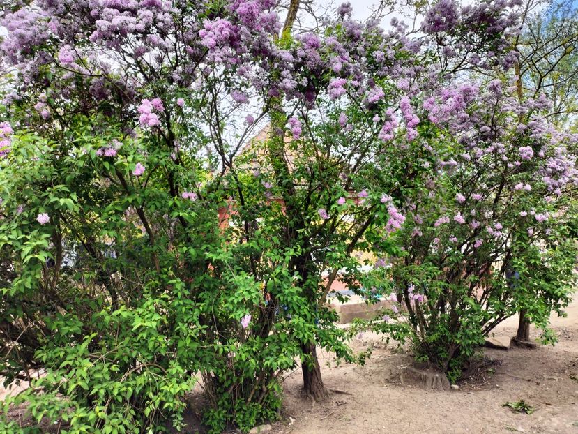 IMG20230511160907 - Primăvara 2023