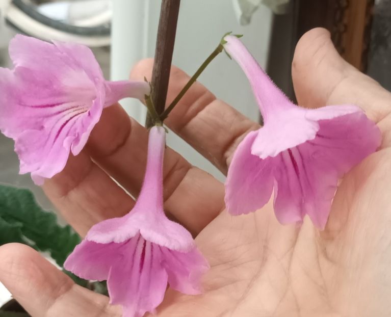  - STREPTOCARPUS