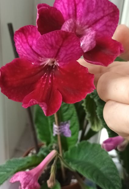  - STREPTOCARPUS