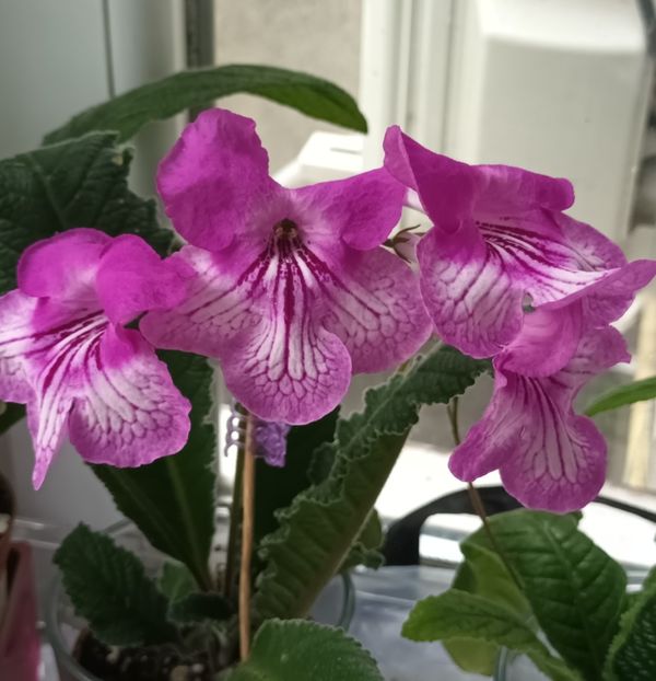  - STREPTOCARPUS
