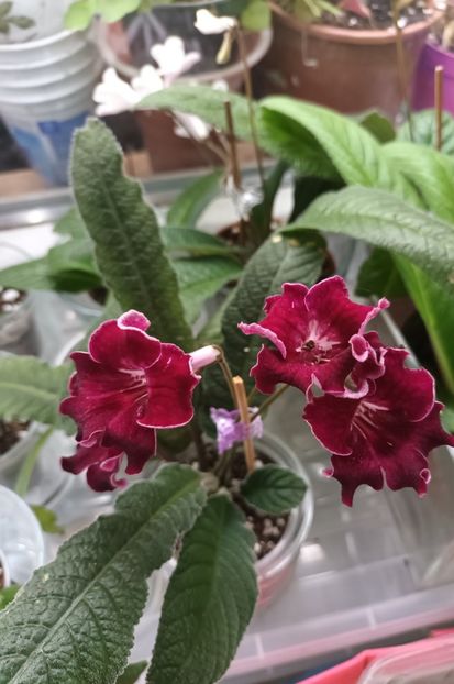  - STREPTOCARPUS