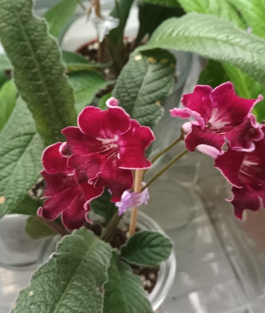  - STREPTOCARPUS