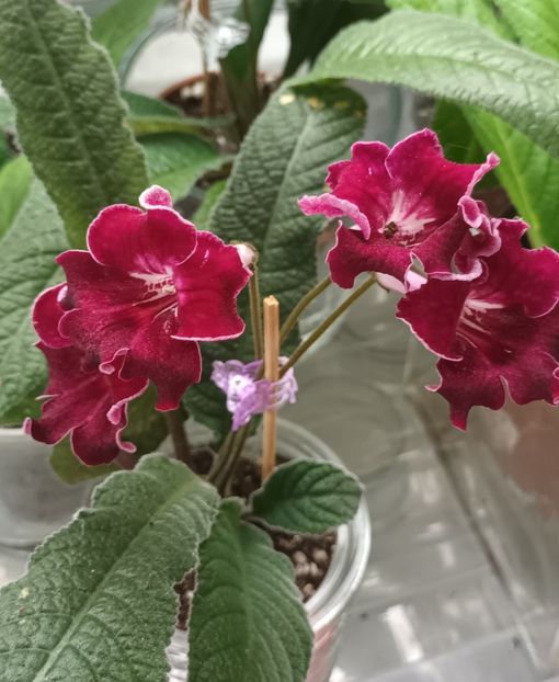  - STREPTOCARPUS