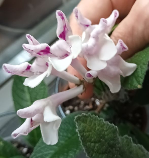  - STREPTOCARPUS