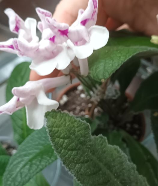  - STREPTOCARPUS