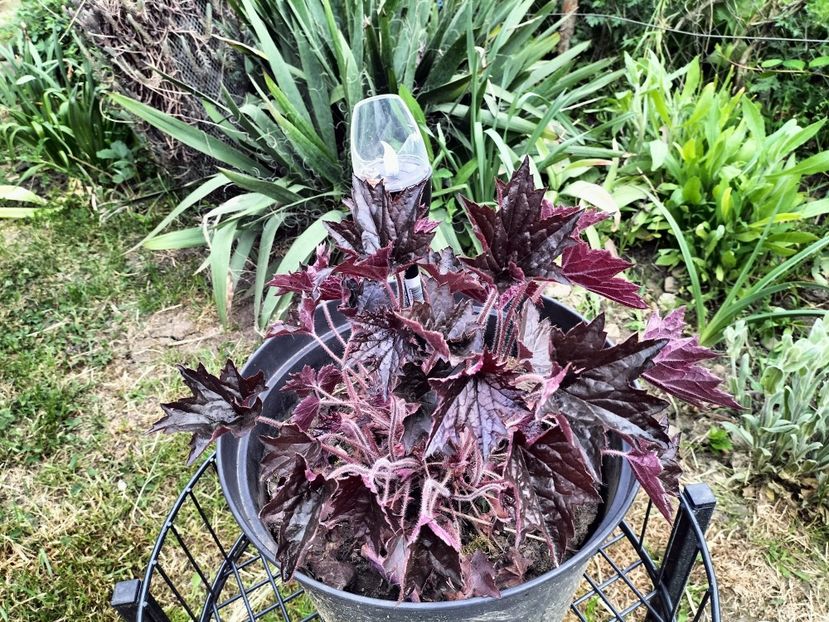 IMG20230512192429 - Primăvara 2023