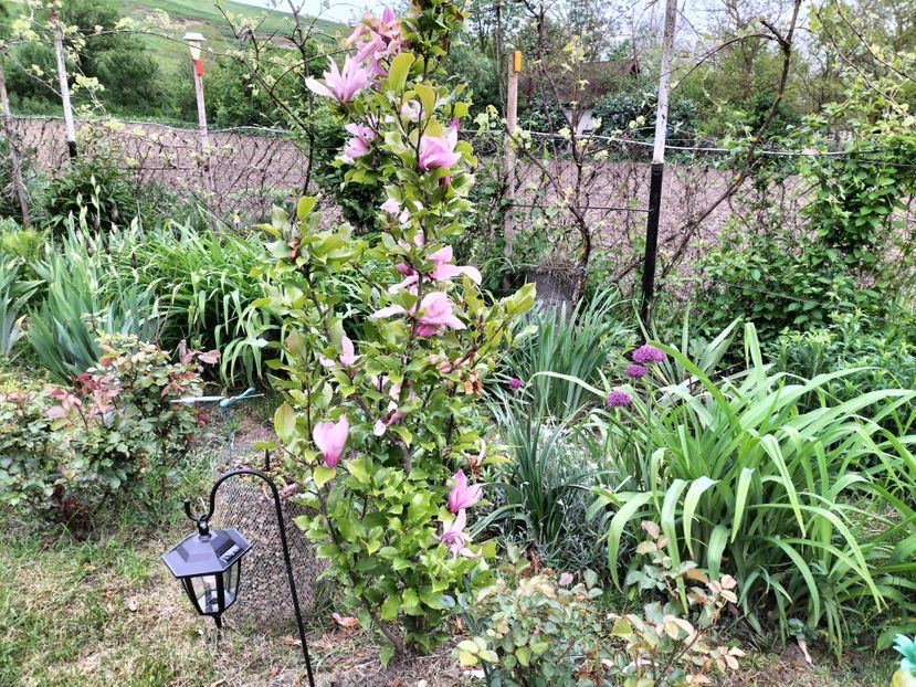 magnolia Susan - Primăvara 2023