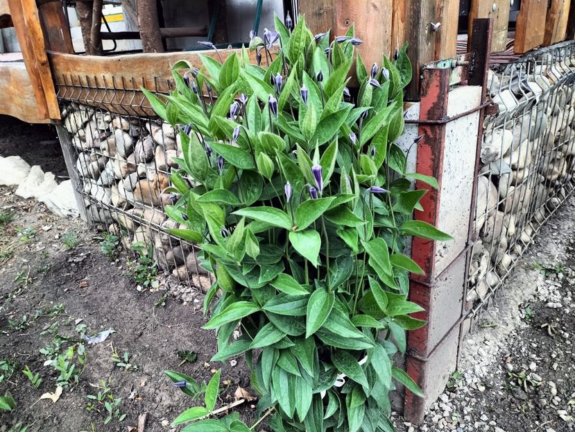 IMG20230512192401 - Primăvara 2023