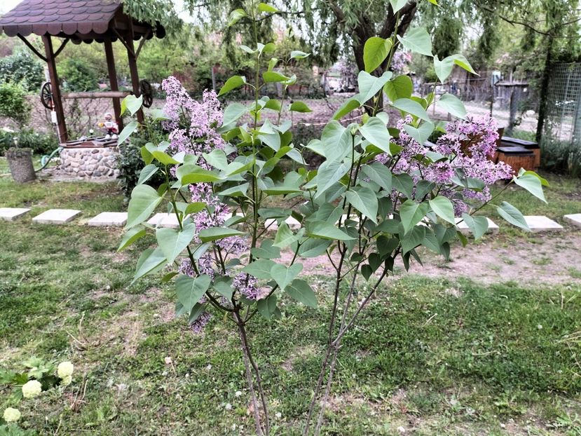 IMG20230512192336 - Primăvara 2023