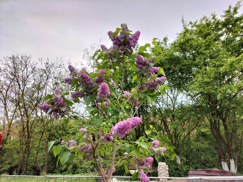 IMG20230512192327 - Primăvara 2023