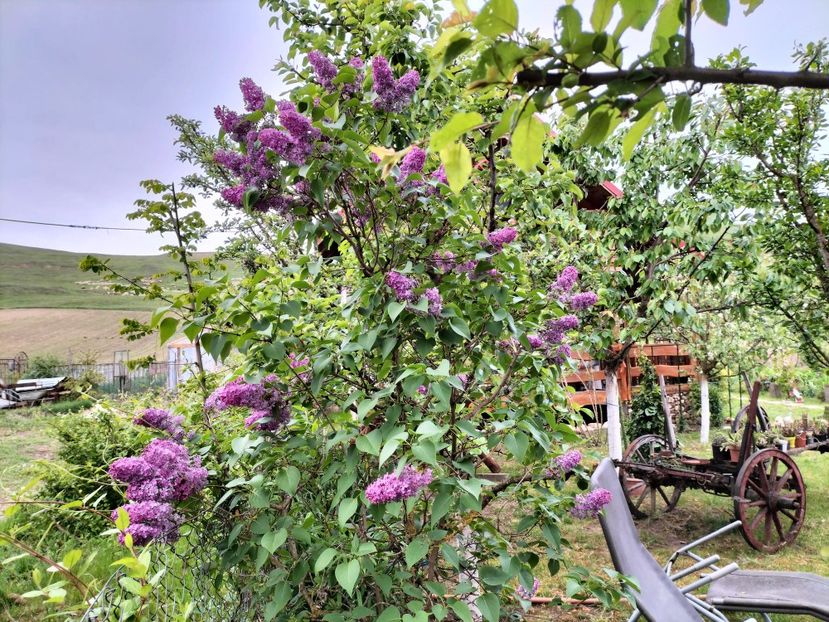 IMG20230512192220 - Primăvara 2023