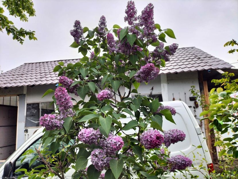 IMG20230512192150 - Primăvara 2023