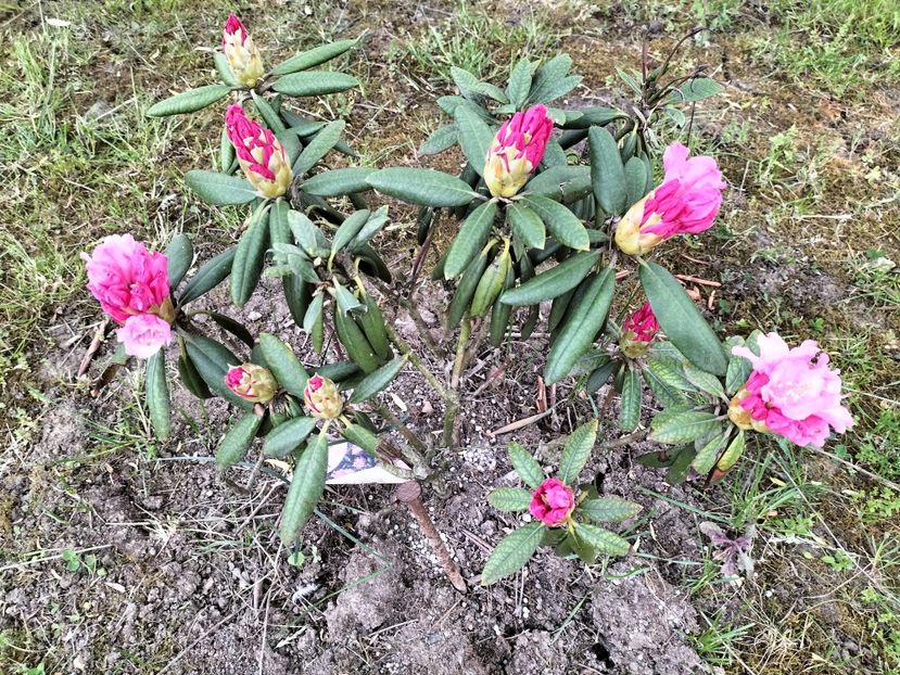 IMG20230512192132 - Primăvara 2023