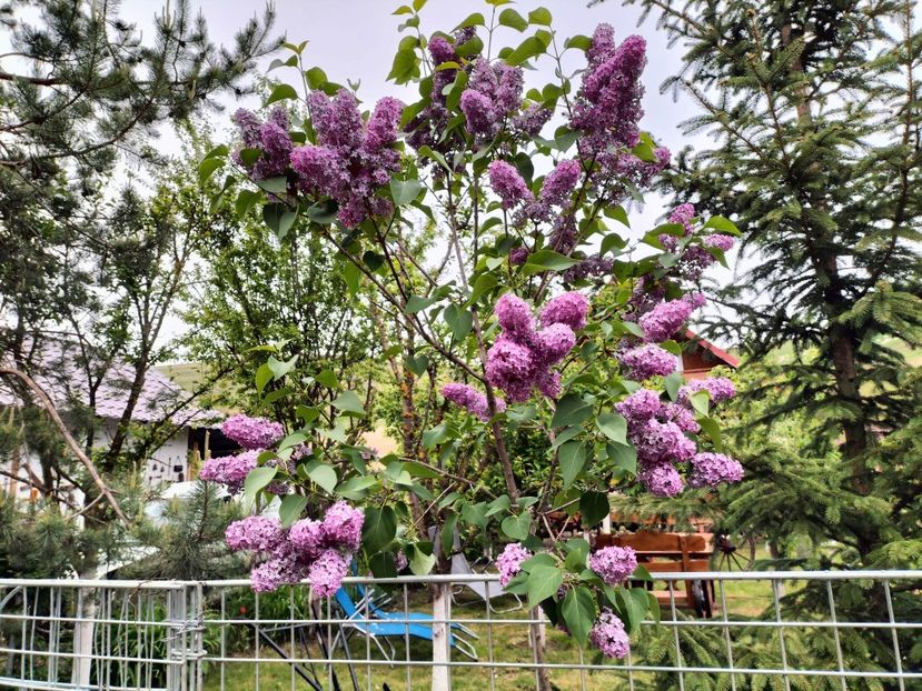 IMG20230512192112 - Primăvara 2023