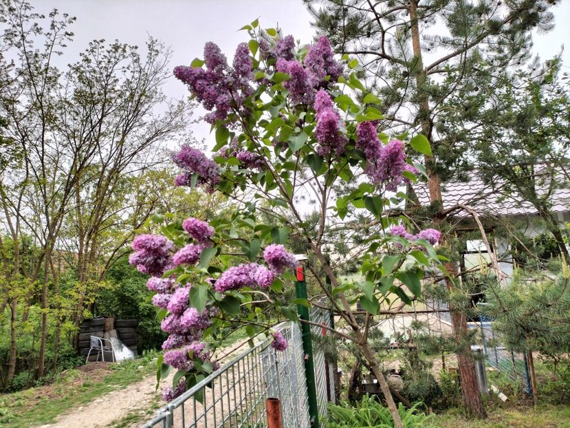 IMG20230512192055 - Primăvara 2023