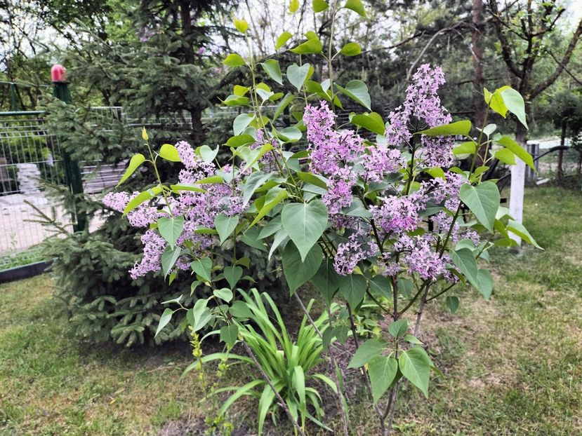 IMG20230512192046 - Primăvara 2023