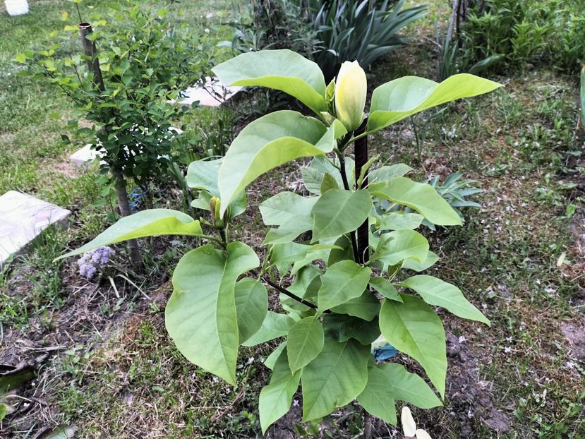 IMG20230512192027 - Primăvara 2023