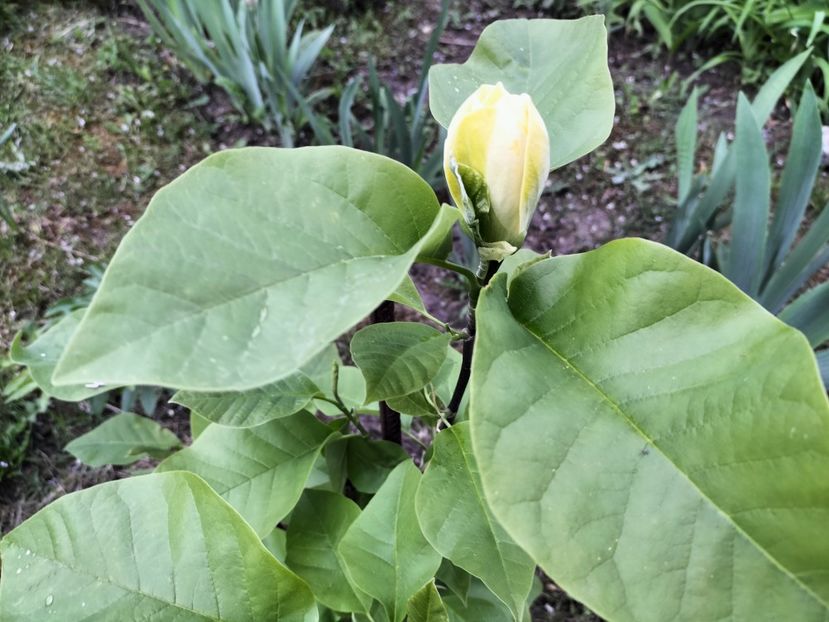 IMG20230512192022 - Primăvara 2023