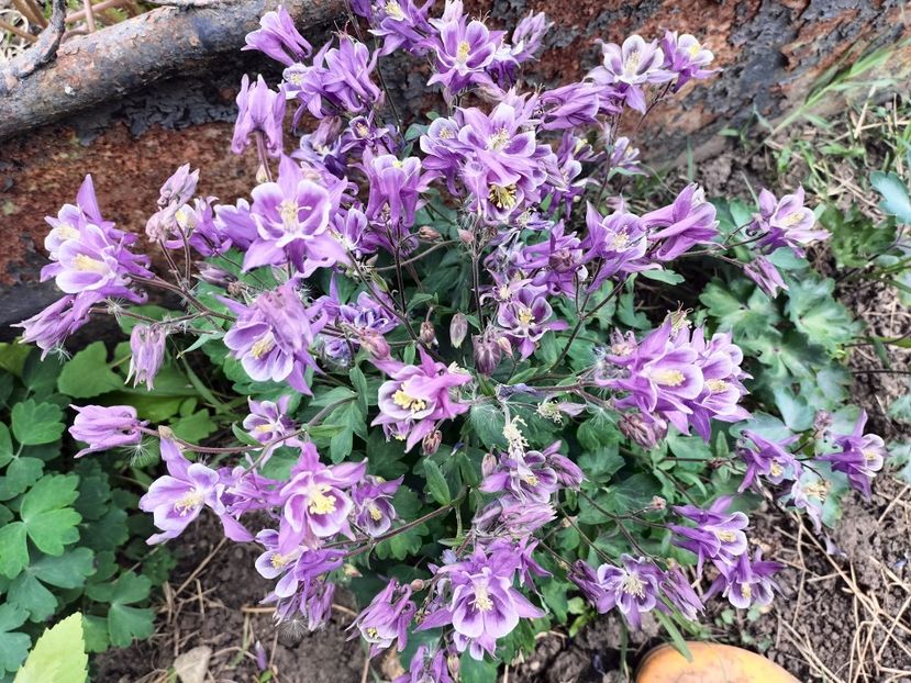 IMG20230512121720 - Primăvara 2023