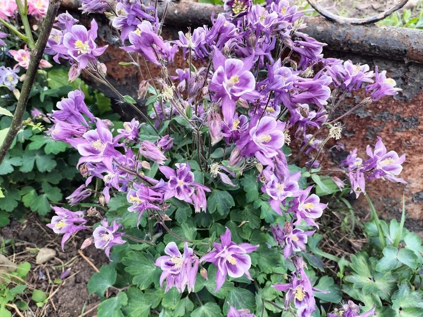 IMG20230512121702 - Primăvara 2023