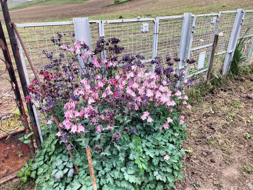 IMG20230512121656 - Primăvara 2023