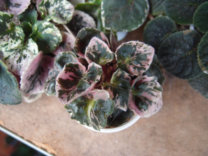 P5091339 - Morgans Elvin Earl