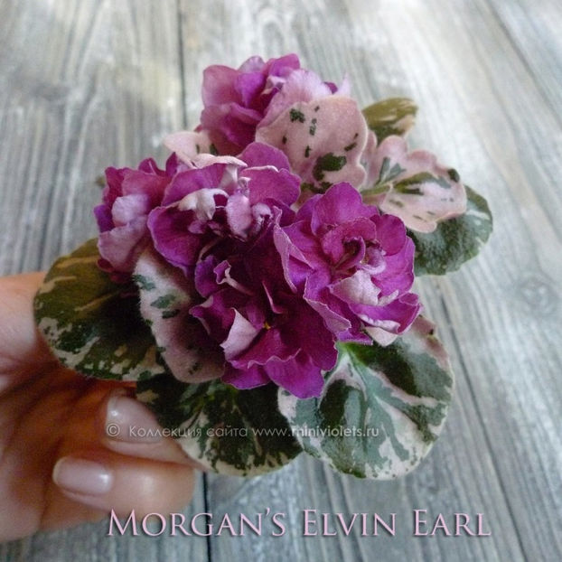 poza net - Morgans Elvin Earl