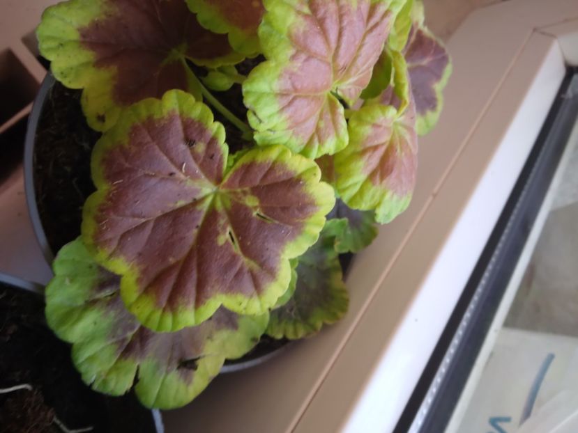  - Relaxarea sufletului