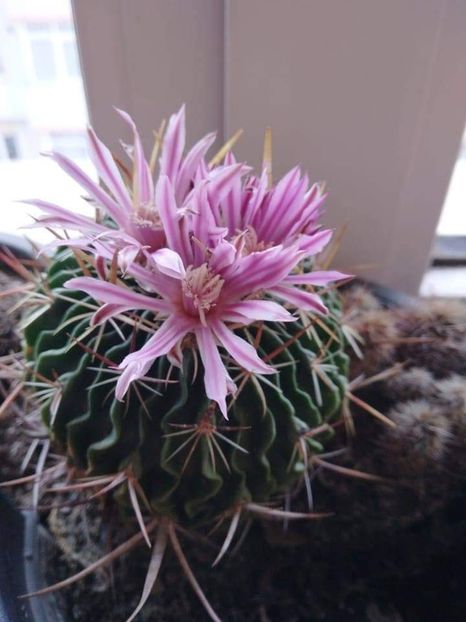  - Relaxarea sufletului