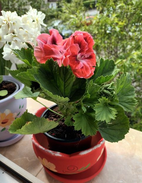 Pentru mama lui Jumi ❤️❤️❤️ - Bucurii pentru mama