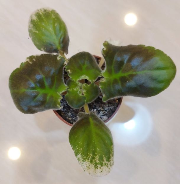 NK Graf Voroncov - Violete și gloxinii 2023