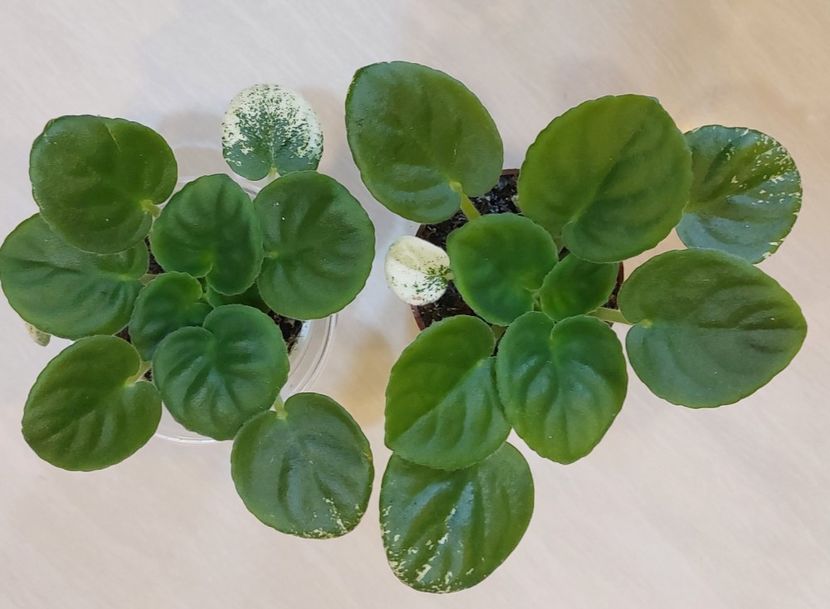 ND Bosfor Vostochnyy - Violete și gloxinii 2023