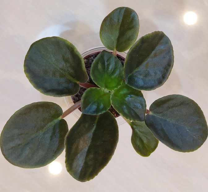 DN Pink Lily of The Valley - Violete și gloxinii 2023