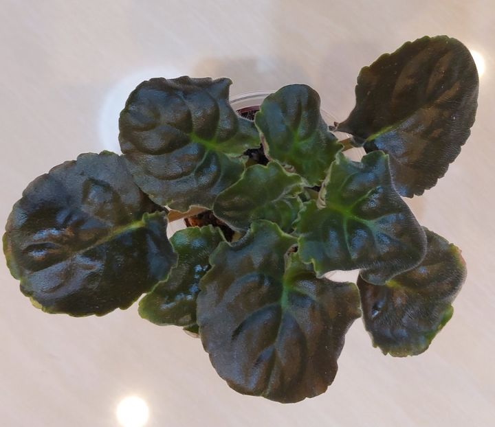 Cajun Royal Knockout - Violete și gloxinii 2023