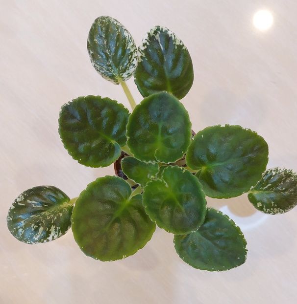 LE Elegans - Violete și gloxinii 2023