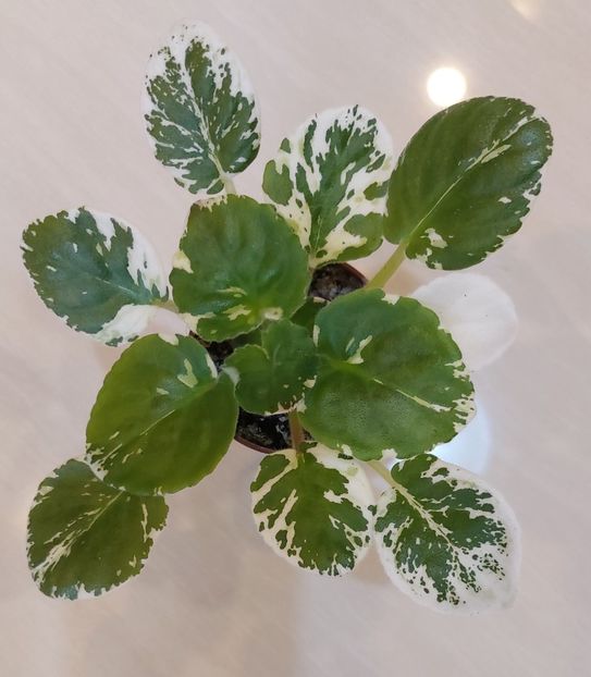 LE Galateya - Violete și gloxinii 2023